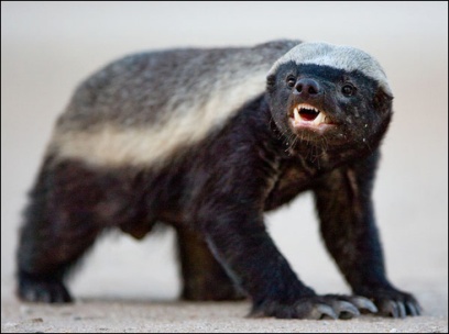 Honey Badgers, Anxiety, and the future of the church